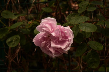 la rose avec un regard d'artiste