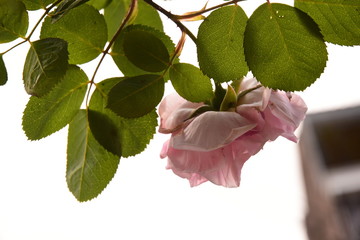 la rose avec un regard d'artiste