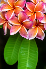 Plumeria flower pink yellow and white frangipani tropical flower, plumeria flower blooming on tree, spa flower