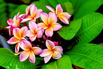 Plumeria flower pink yellow and white frangipani tropical flower, plumeria flower blooming on tree, spa flower