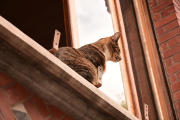 un chat par la fen&ecirc;tre