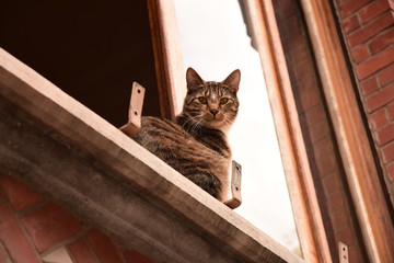 un chat par la fen&ecirc;tre