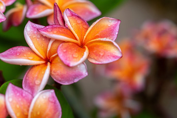 Plumeria flower pink yellow and white frangipani tropical flower, plumeria flower blooming on tree, spa flower