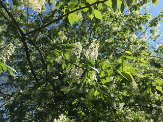 Plum tree blooming with green leaves and clear blue sky