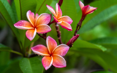 Plumeria flower pink yellow and white frangipani tropical flower, plumeria flower blooming on tree, spa flower