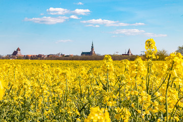 Rapsblüte in Greifswald