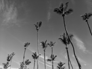 Fototapeta na wymiar Black and White Photography of a Group of palm trees on a bright blue sky background