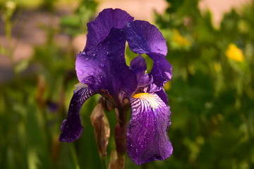 iris violet apr&egrave;s la pluie dans un jardin