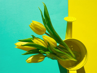 Yellow tulips in yellow watering can on blue and yellow background. Garden time.
