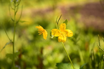 ch&eacute;lidoide ou plante pour gu&eacute;rir les verrues dans un parc