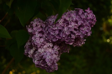 lilas violet dans un jardin en belgique