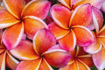 Obraz premium Plumeria flower. pink yellow and white frangipani tropical flower.