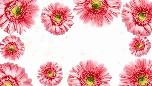 The gerbera flowers are gently lozenge-colored and rotate on a white background. And Shine. The concept of spring and summer.