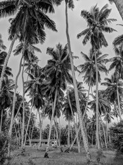 Black and White Photography of a Palm trees forest and an isolated house on a plantation of coconut trees, La Digue, Seychelles