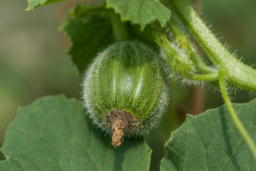 ovary of melon plant