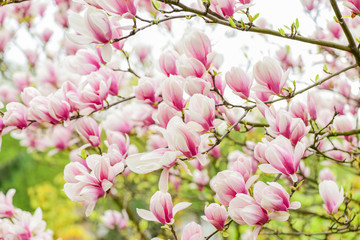 Amazing summer. magnolia blooming tree., natural floral background. beautiful spring flowers. pink magnolia tree flower. new life beginning. nature growth. womens day. mothers day holiday