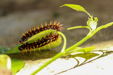 caterpillars on a leaf