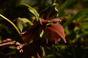 plante contrast&eacute;e avec une vue d'artiste