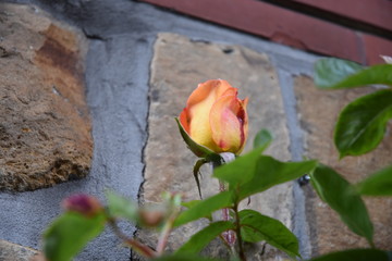 rose jaune dans un jardin en ville 