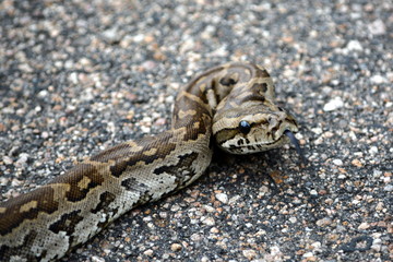 Defensive African Rock Python 