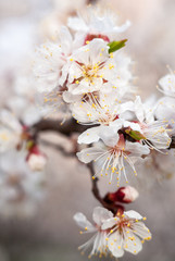 Apricot tree flowers