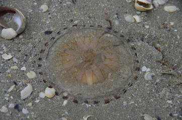 ear jellyfish