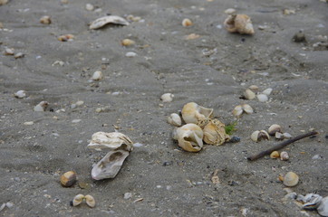 shell