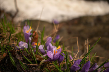 Crocuses blooming on the rocks of the rushing wild torrents of the upper fall of Boyana waterfall...