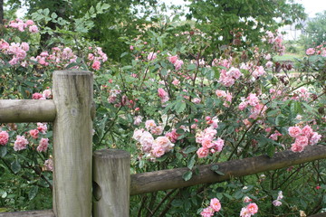 Fototapeta na wymiar clôture en bois devant massif de rosiers roses