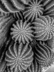 Black and White Photography of a Green and small cactus in a pot