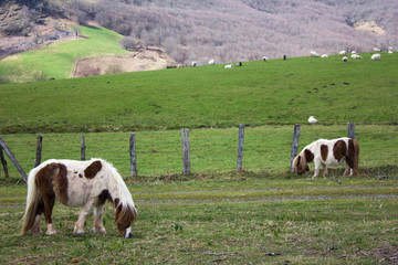 Dos potros pequeños comiendo hierba en el monte con ovejas de fondo