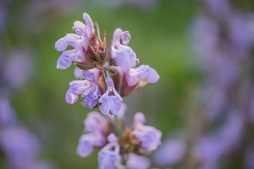 Fototapeta na wymiar sage (Salvia officinalis) aka garden sage or common sage plant