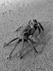 Black and White Photography of a Close-up of a Crab on the beach