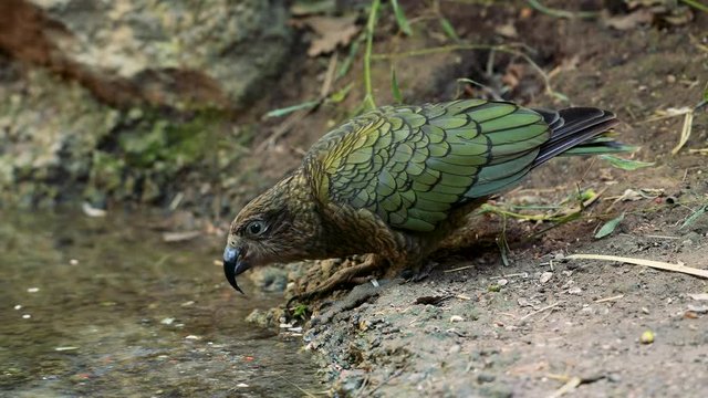 Kea alpine parrot (Nestor notabilis)eating