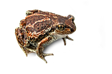 Fototapeta premium A brown frog sits. Isolated.