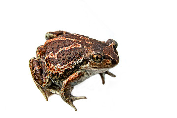 Fototapeta premium A brown frog sits. Isolated.