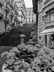 Black and White Photography of Hydrangea flowers on the streets of Napoli.