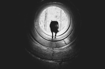 Black and white photo with dog running to the light on the end of concrete ring or small tunnel.