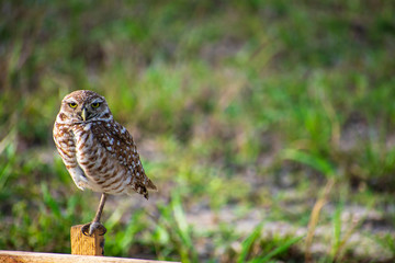 Single Burrowing Owl portrait perched, South West Florida Wildlife, Cape Coral, Royalty free image, Protected Species, Bird of prey, Conservation
