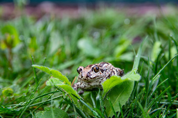 Brown frog sits on green leaf