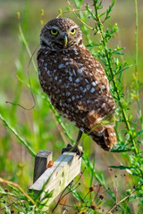 Fototapeta premium Single Burrowing Owl portrait perched, South West Florida Wildlife, Cape Coral, Royalty free image, Protected Species, Bird of prey, Conservation