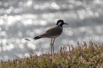 Zoom in shot of a Large Plover or Wader bird on river bank with beautiful bokeh behind.