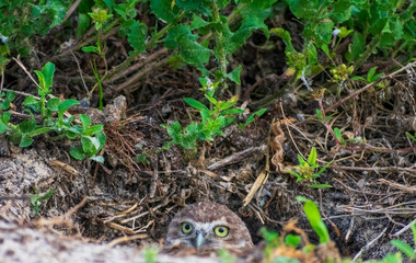 Baby Burrowing Owls portrait , South West Florida Wildlife, Cape Coral, Royalty free image, Protected Species, Bird of prey, Conservation