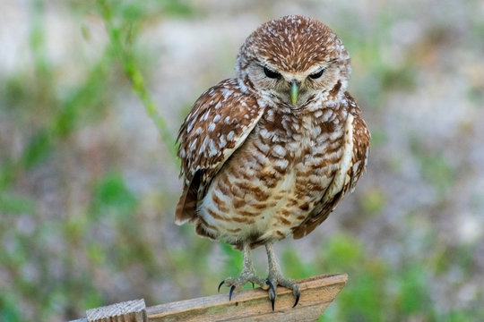 Single Burrowing Owl portrait perched, South West Florida Wildlife, Cape Coral, Royalty free image, Protected Species, Bird of prey, Conservation
