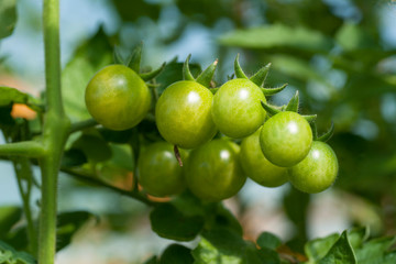 Tomato plants in greenhouse