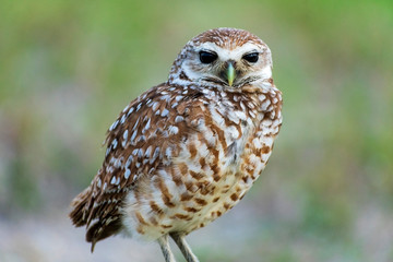 Single Burrowing Owl portrait perched, South West Florida Wildlife, Cape Coral, Royalty free image, Protected Species, Bird of prey, Conservation
