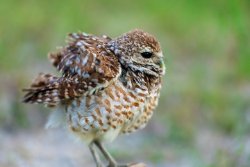 Single Burrowing Owl portrait perched, South West Florida Wildlife, Cape Coral, Royalty free image, Protected Species, Bird of prey, Conservation