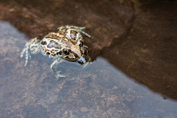 Green frog sitting in water