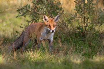 Naklejka na ściany i meble Mammals - Red Fox (Vulpes vulpes), looking for something to eat.