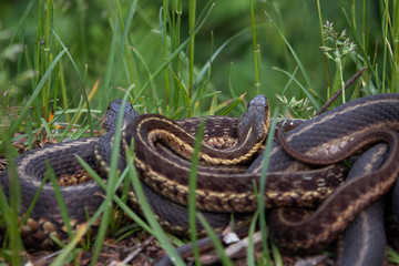 Mountain Snakes